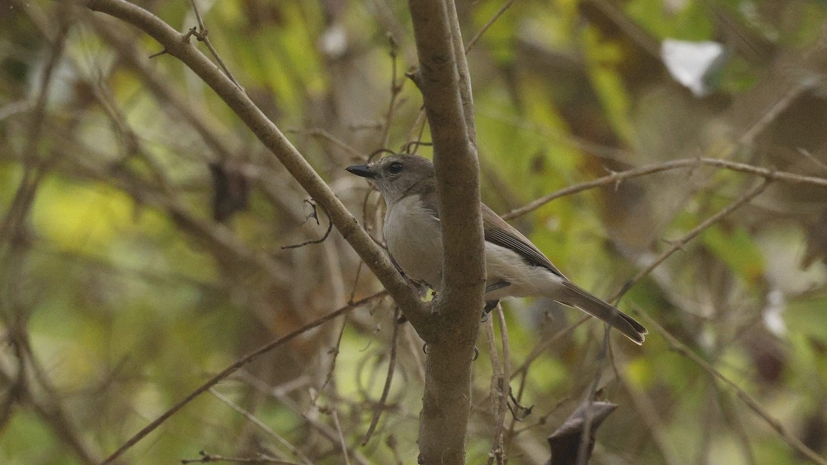 Gray Whistler - ML644713940