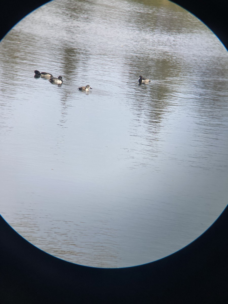 Ring-necked Duck - ML644713942