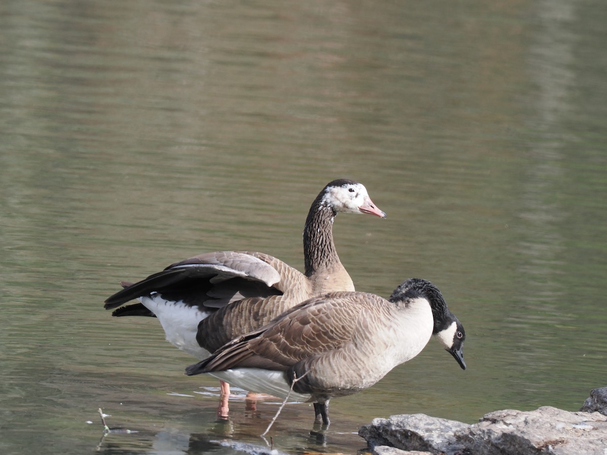 ברנטה קנדית - ML644713946