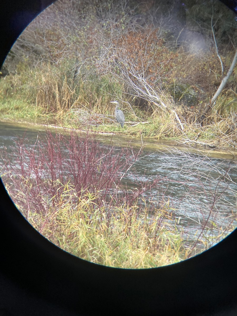 Great Blue Heron - ML644713947