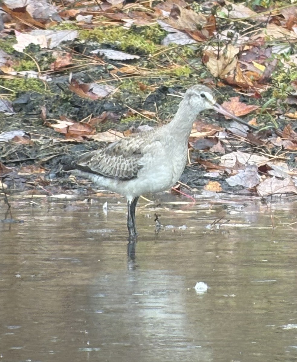 Hudsonian Godwit - ML644713959