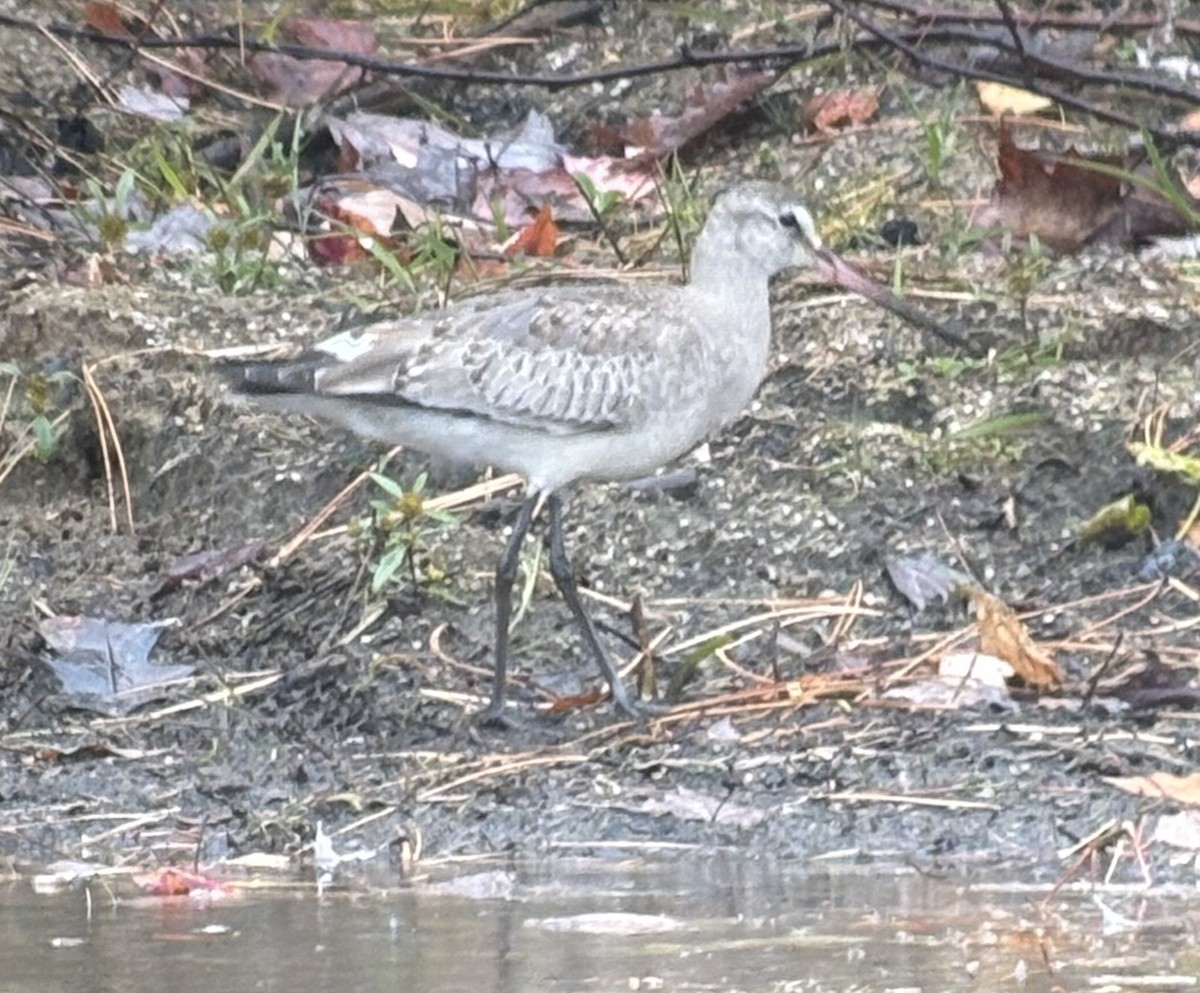 Hudsonian Godwit - ML644713960