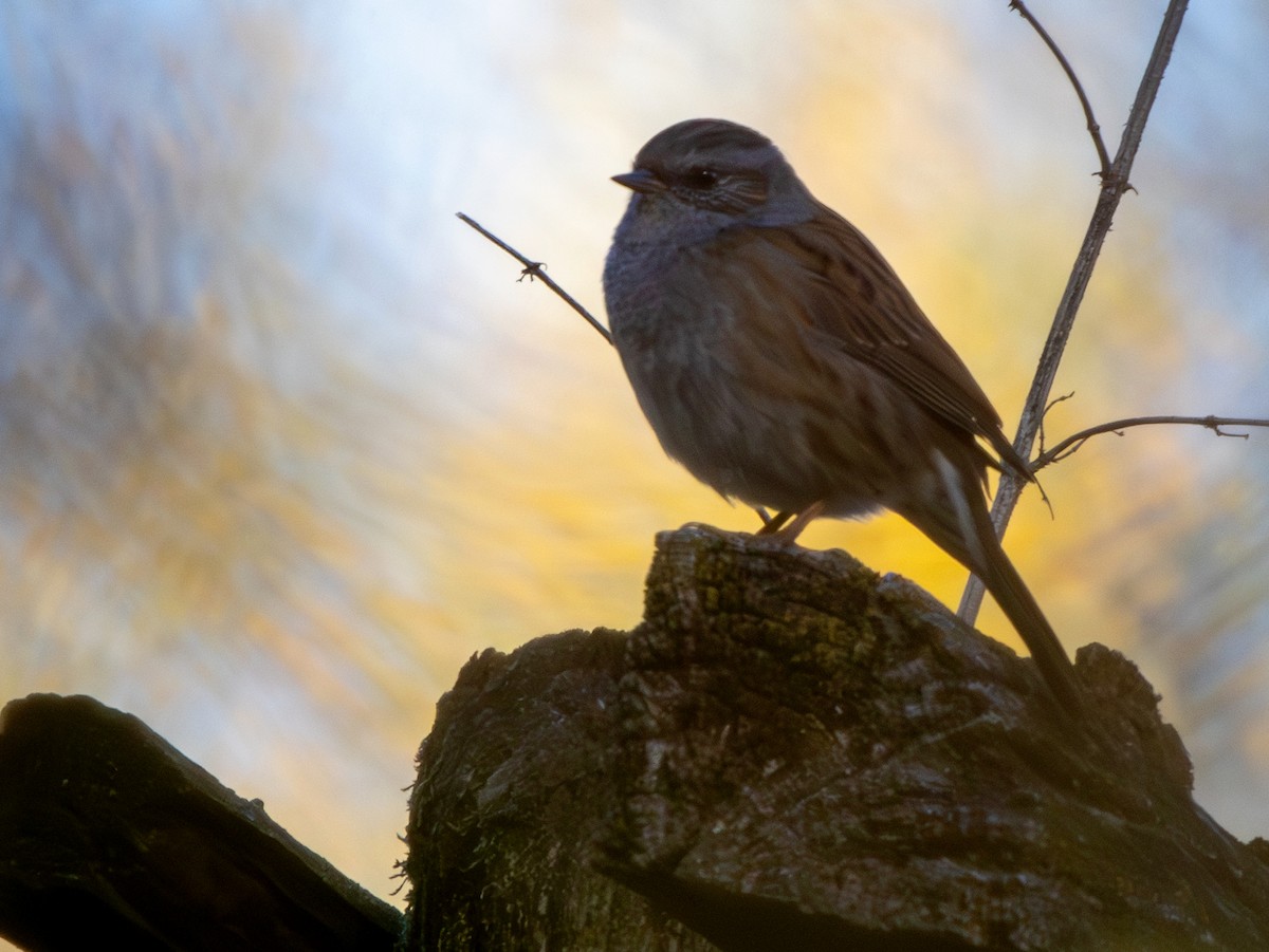 jernspurv - ML644713961