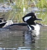 hjelmfiskand - ML644713963