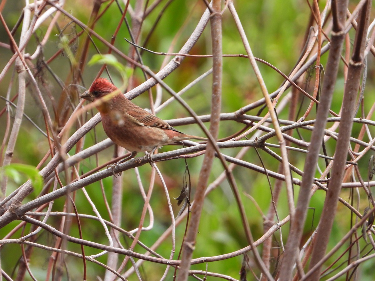 purpurfink (californicus) - ML644713966