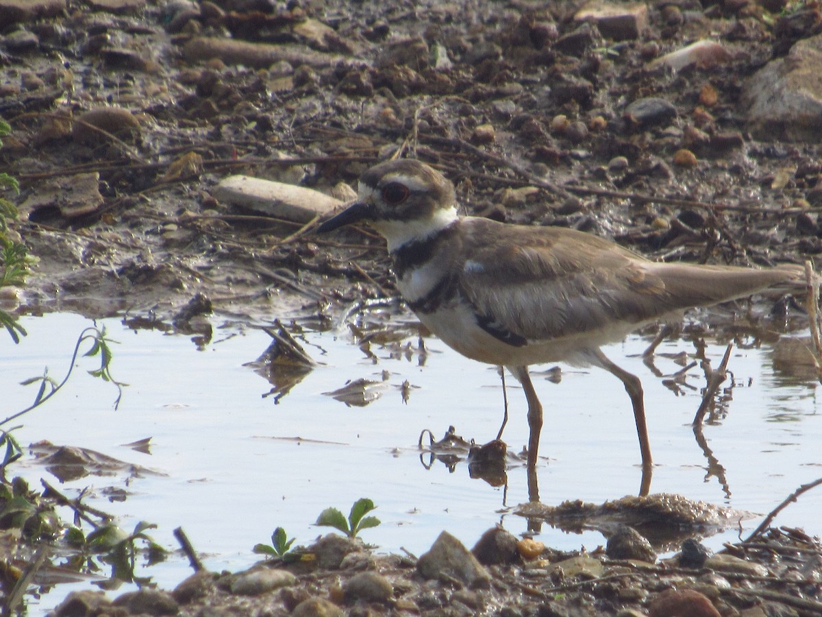 tobeltelo - ML644713968