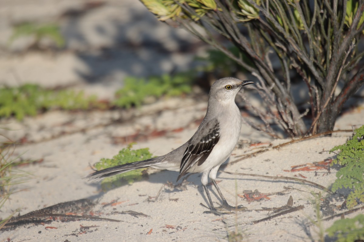 tropespottefugl - ML644713969