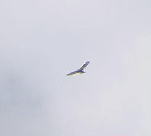 fjellvåk - ML644713971