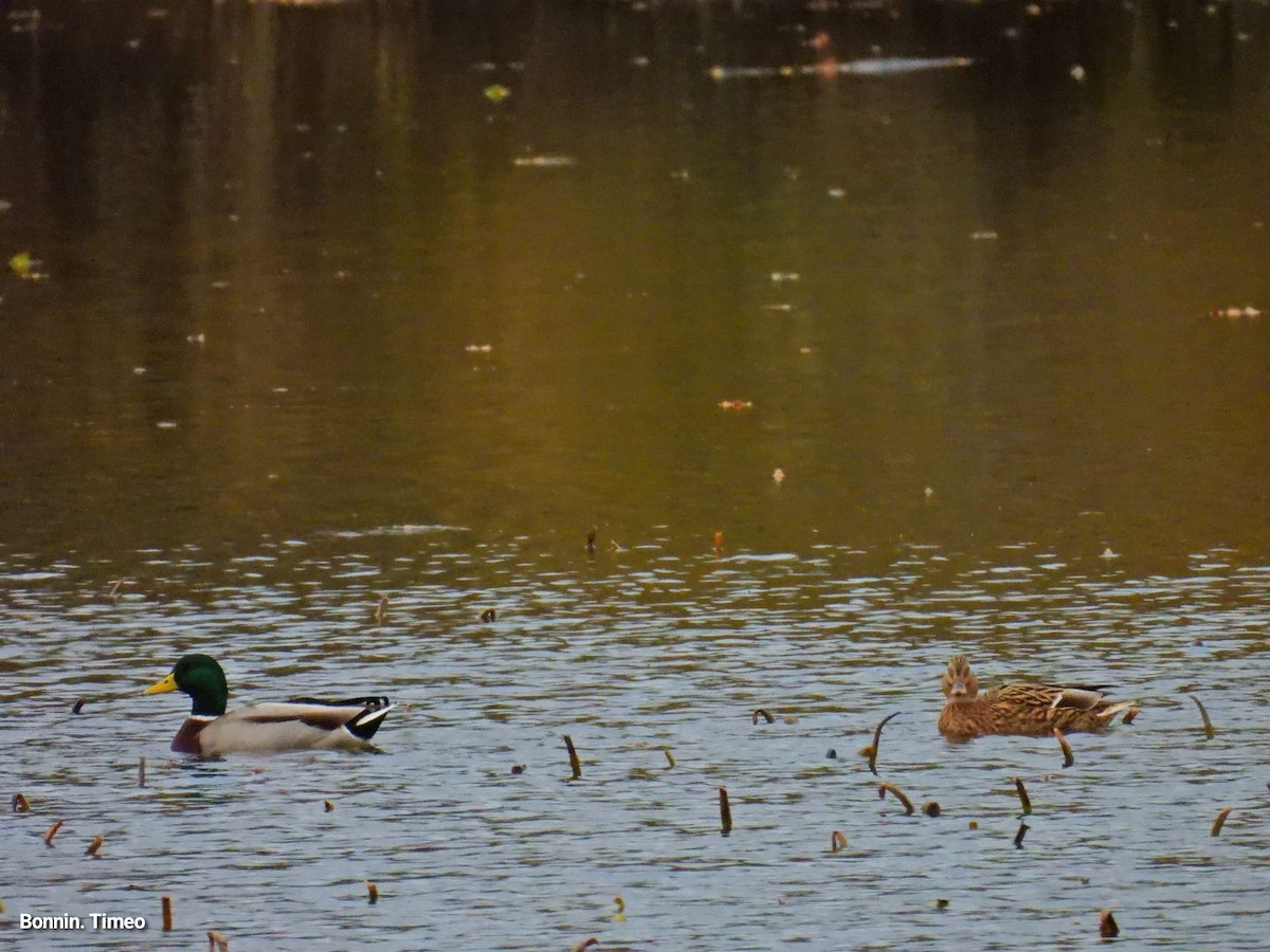 stokkand - ML644713972