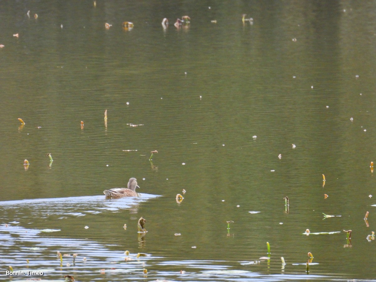 stokkand - ML644713973