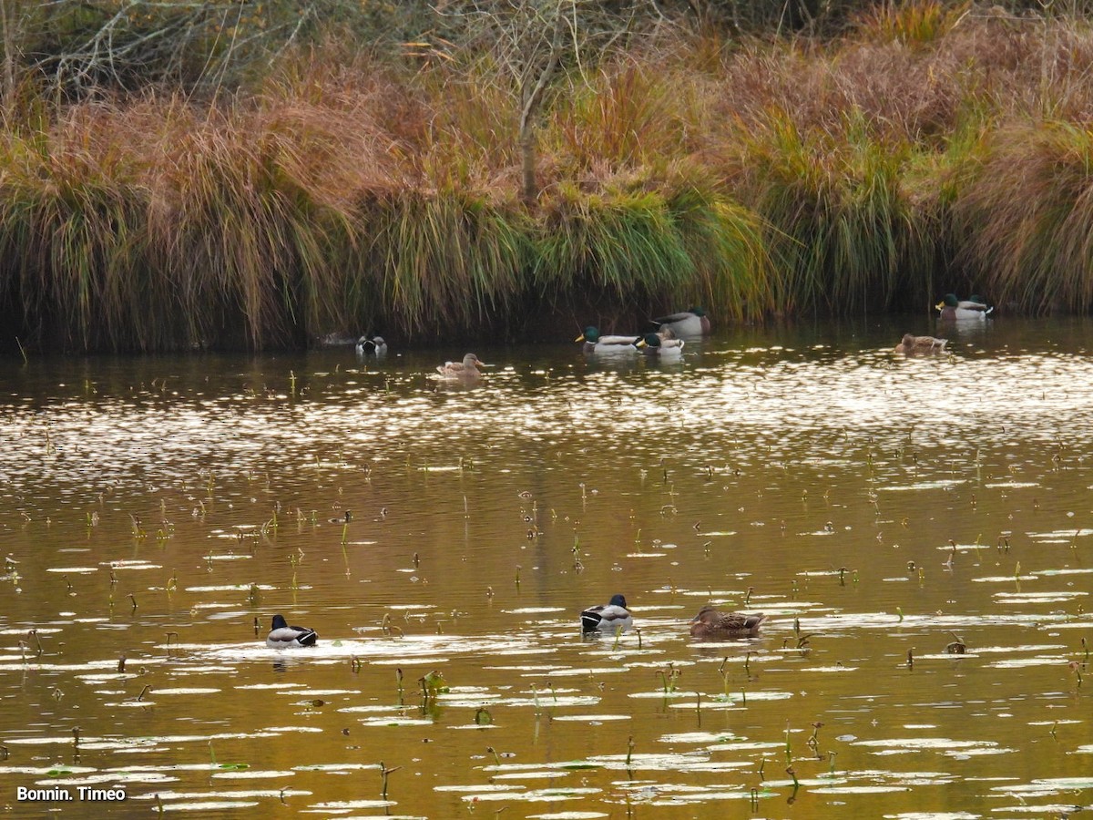 stokkand - ML644713974