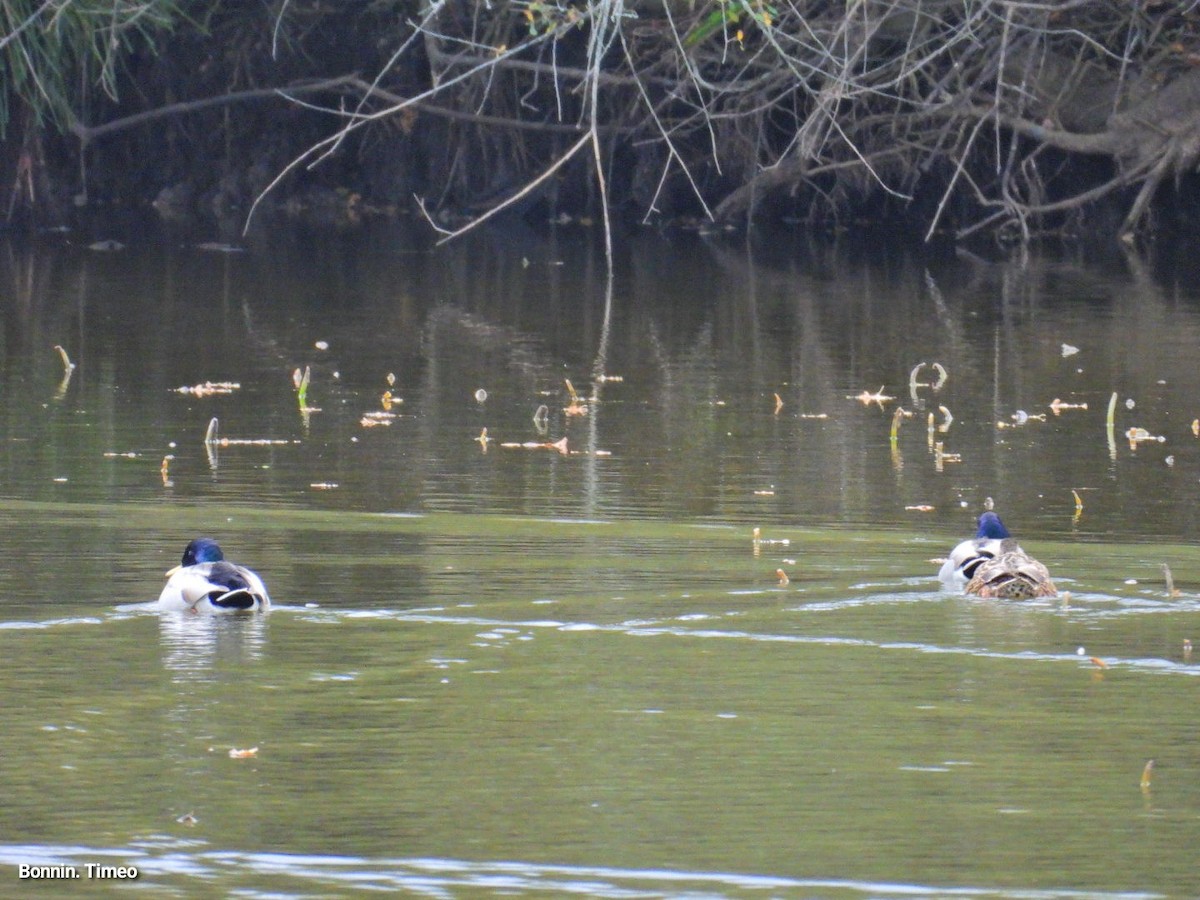 stokkand - ML644713975