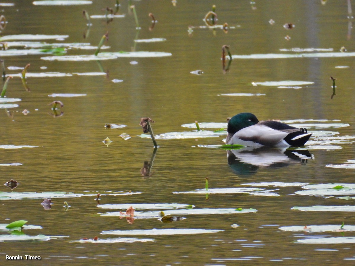 stokkand - ML644713976