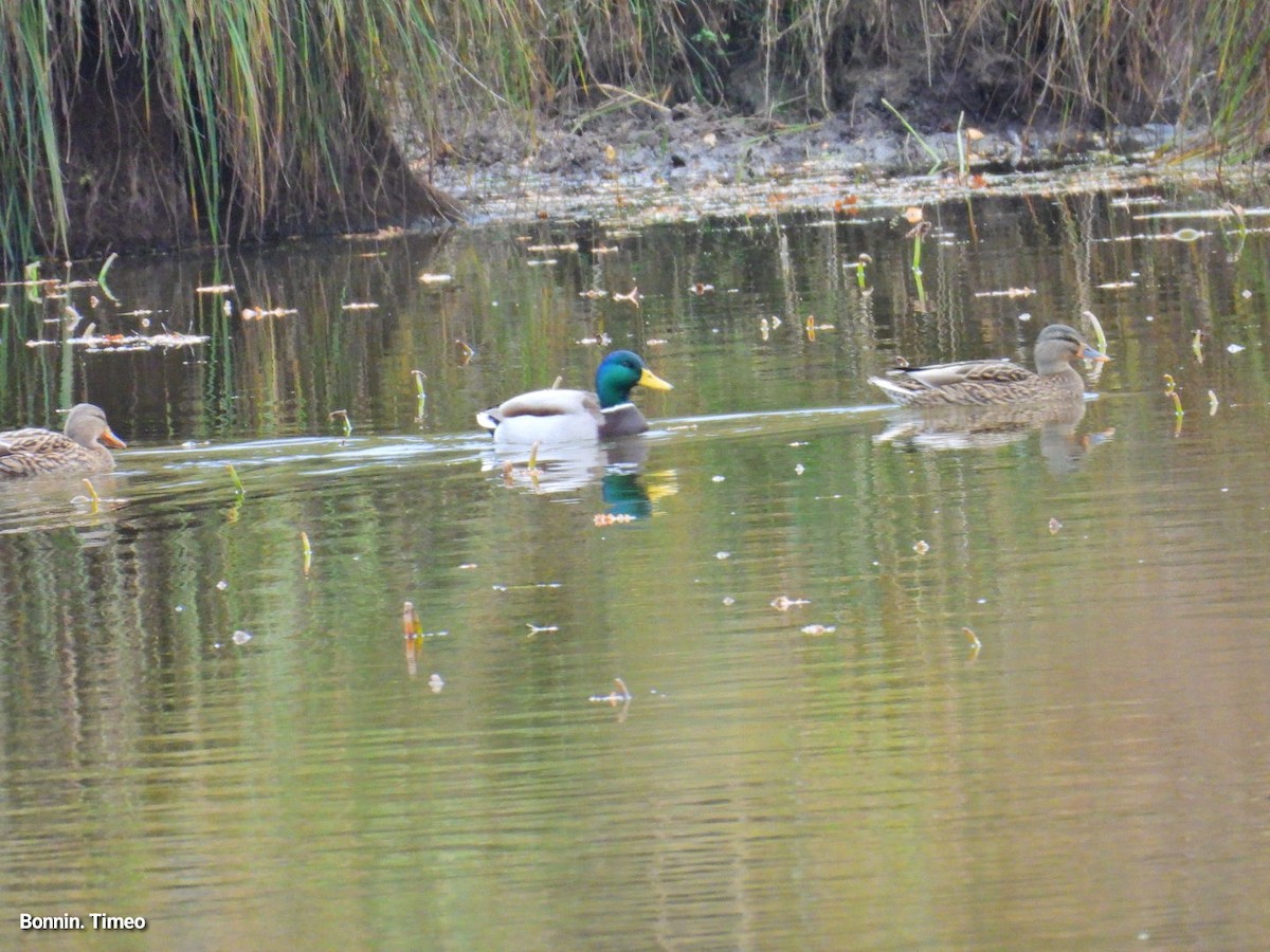 stokkand - ML644713977