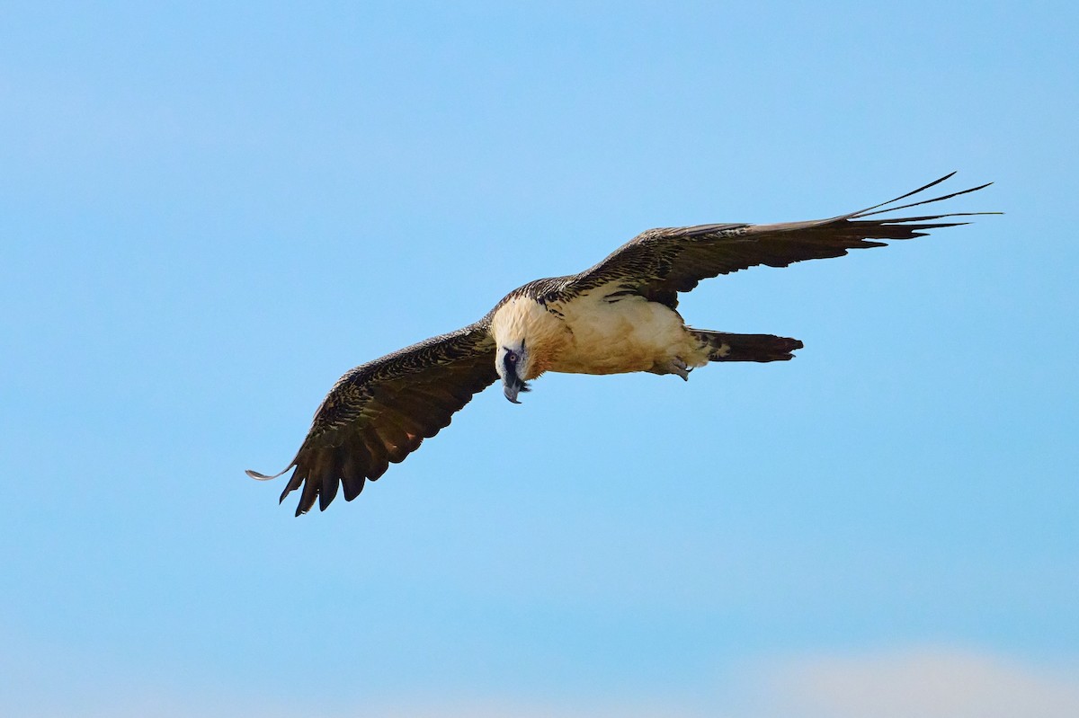 lammegribb - ML644713978