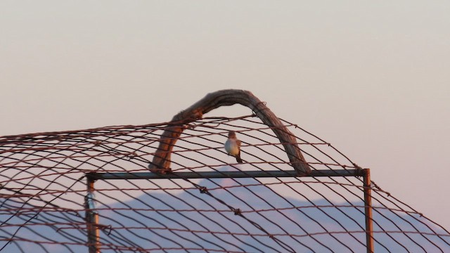 blektyrann - ML644713987