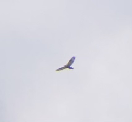 fjellvåk - ML644713989