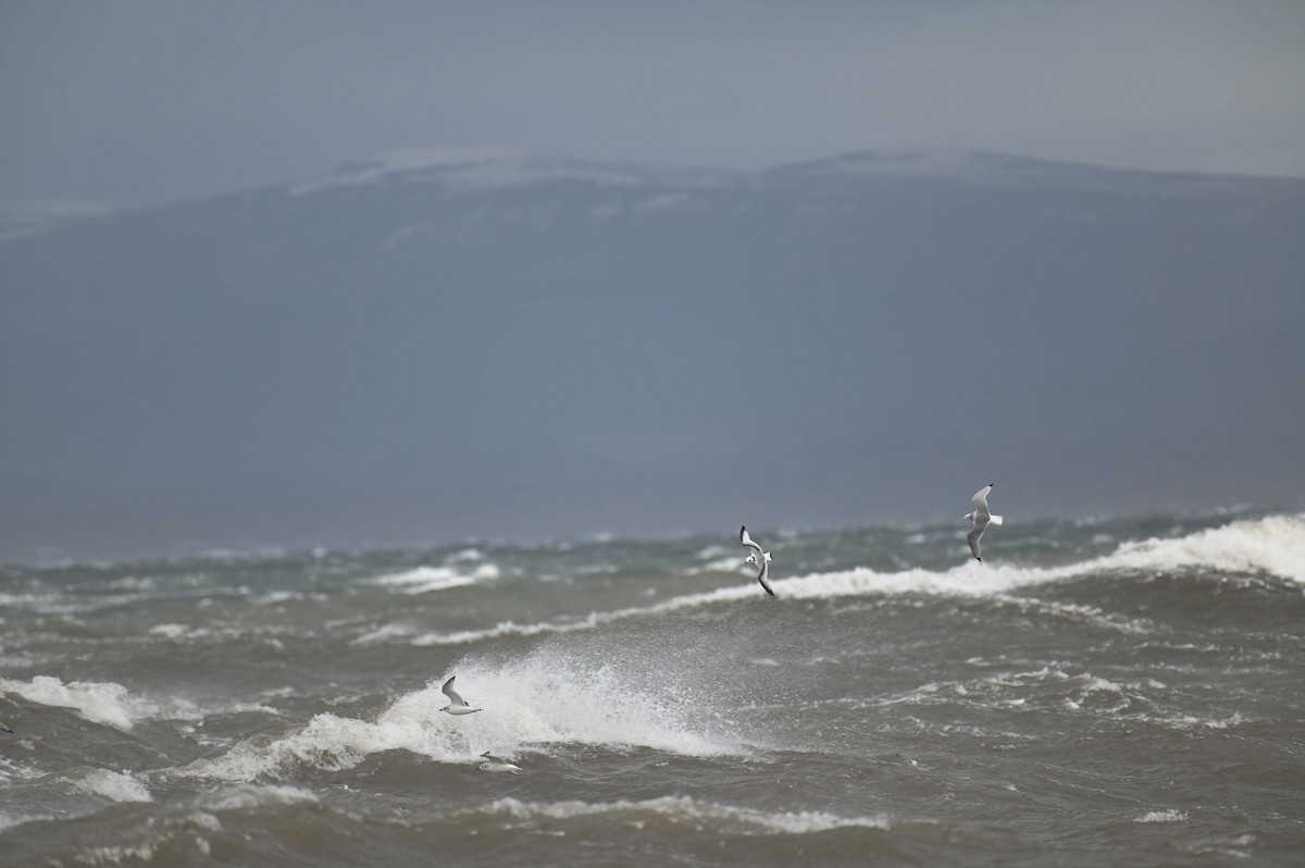 krykkje - ML644713990