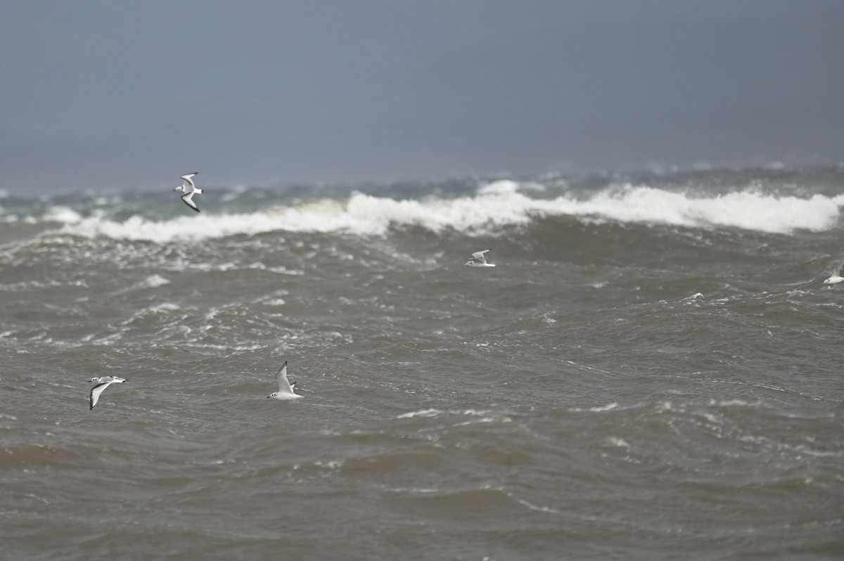 krykkje - ML644713991