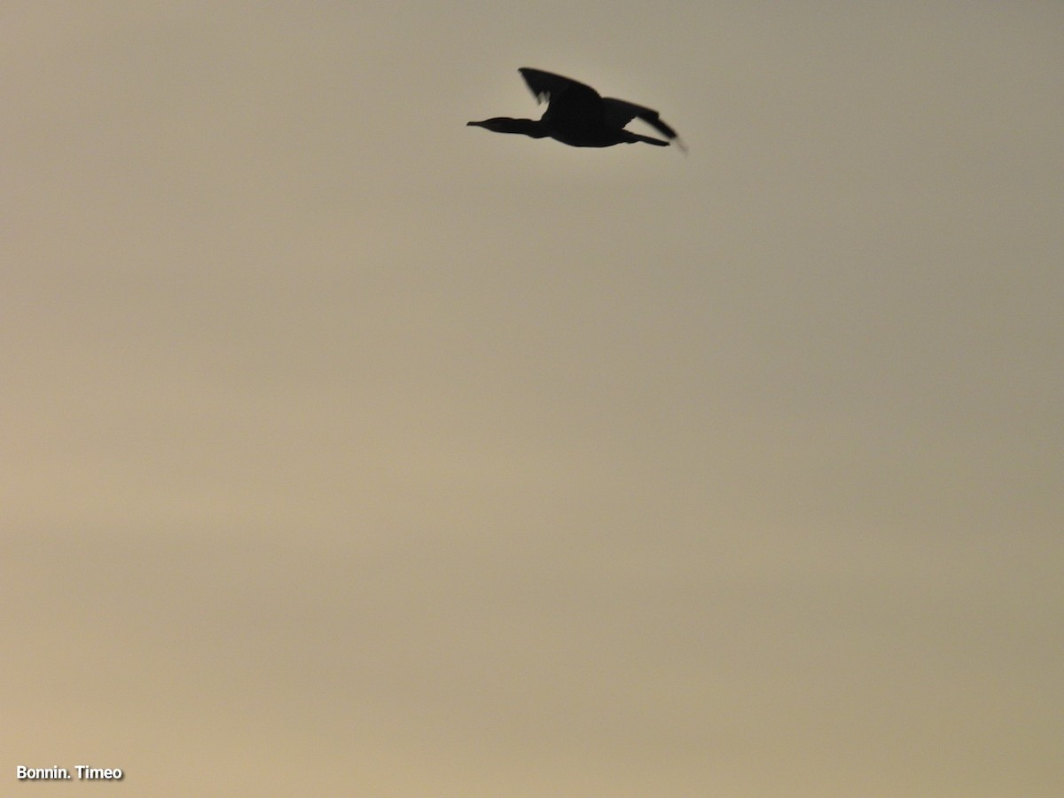 storskarv - ML644713993