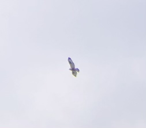 fjellvåk - ML644713994