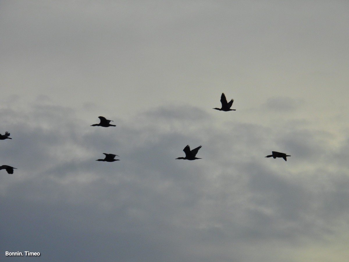 storskarv - ML644713998