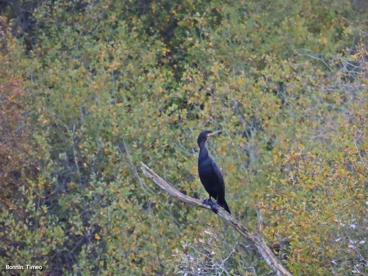 storskarv - ML644713999