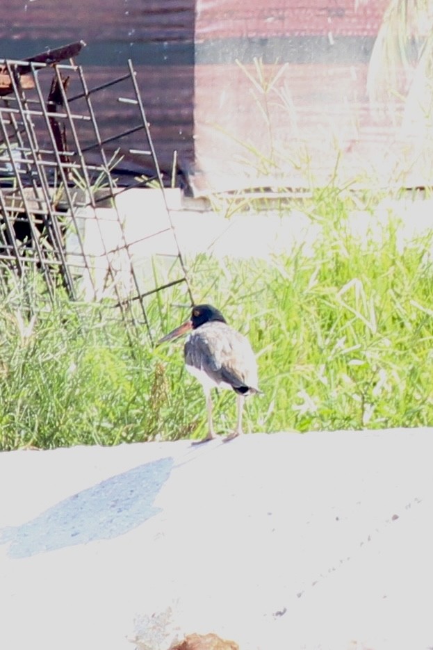 amerikatjeld - ML644714005