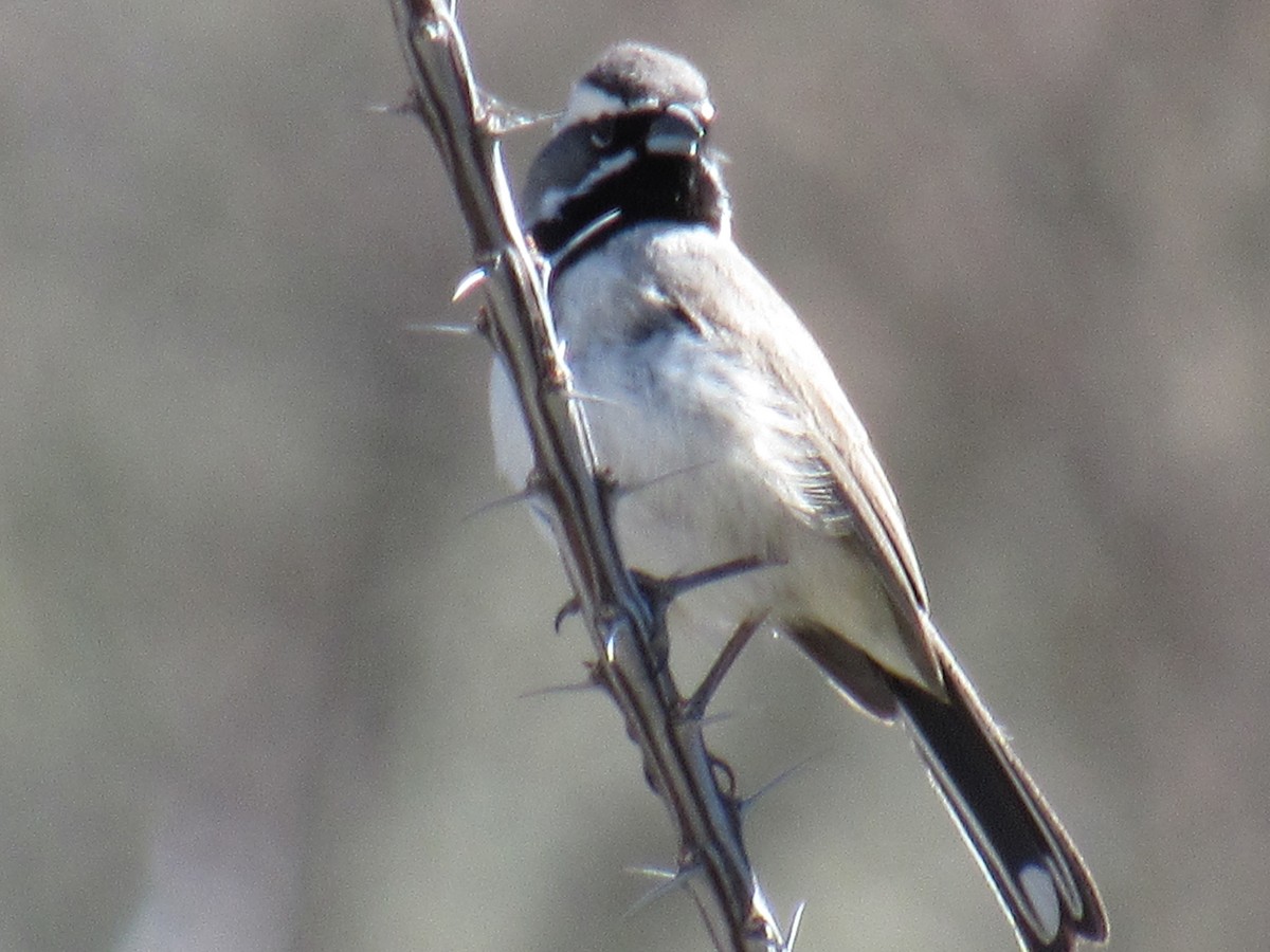 svartstrupespurv - ML644714009