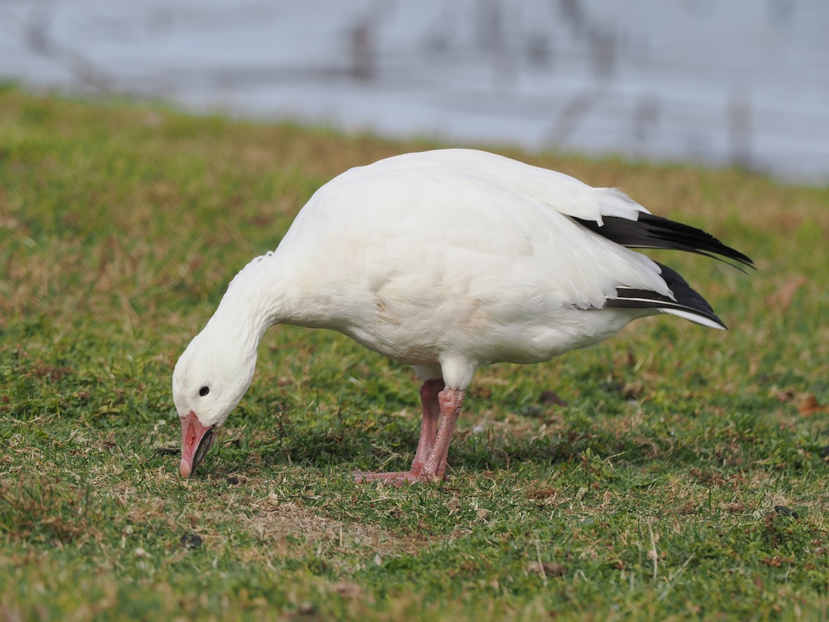 snøgås - ML644714011