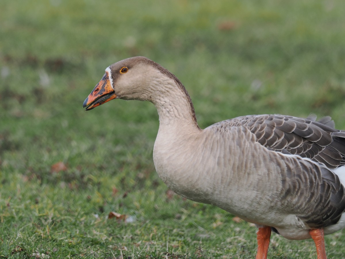 husa velká (domestikovaná) - ML644714014