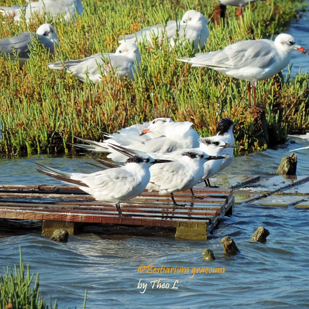 Sandwich Tern - ML644714015