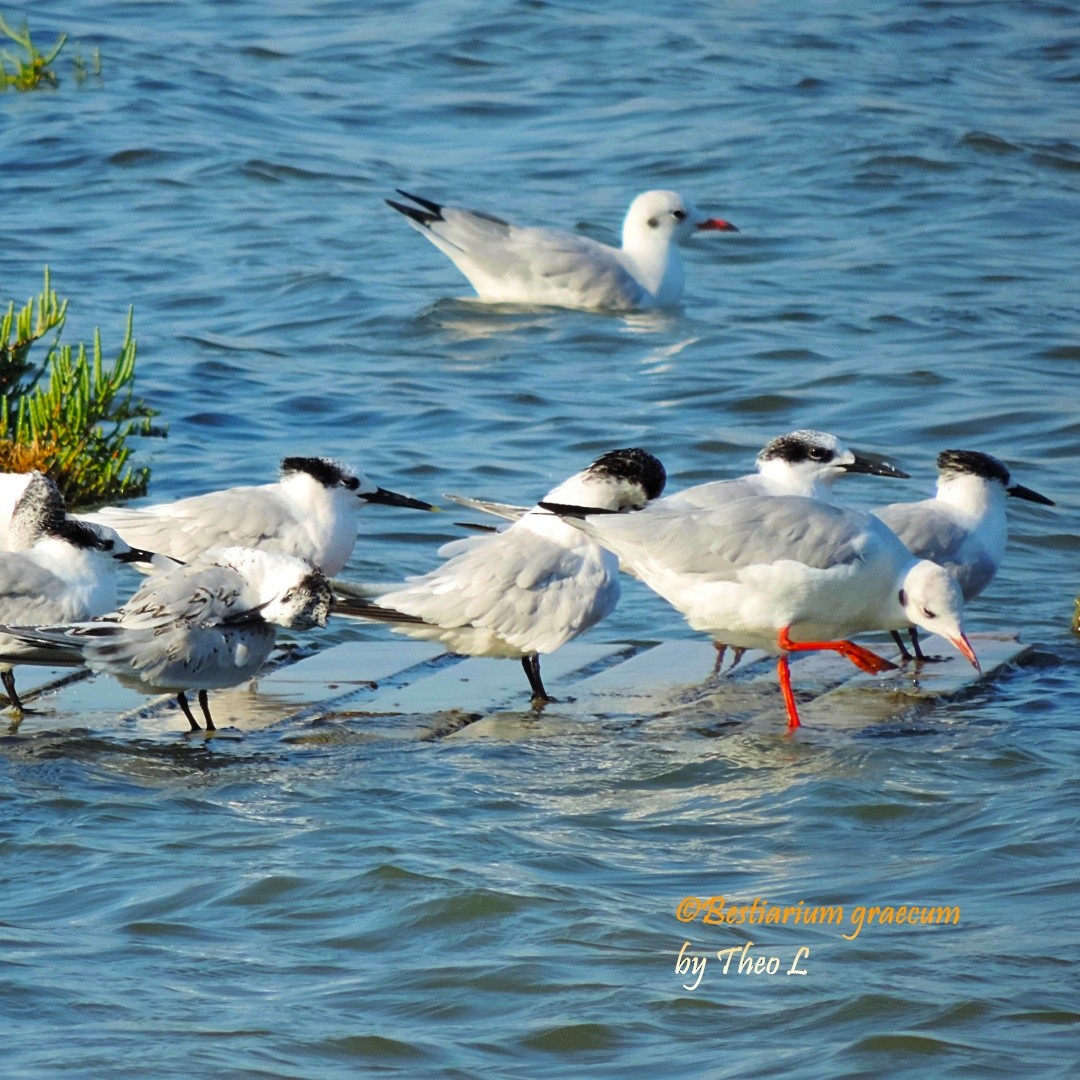 Sandwich Tern - ML644714016