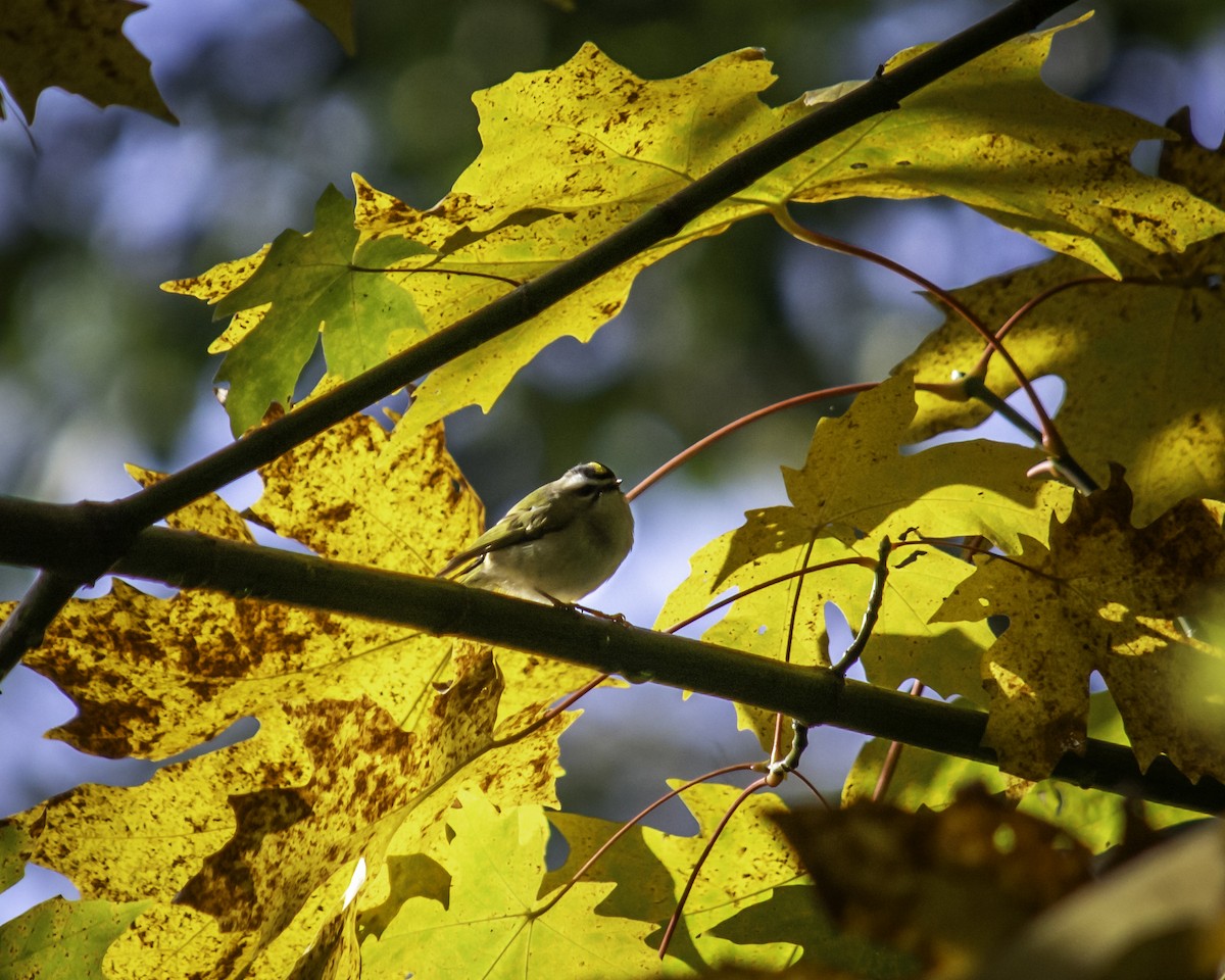 Golden-crowned Kinglet - ML644714058