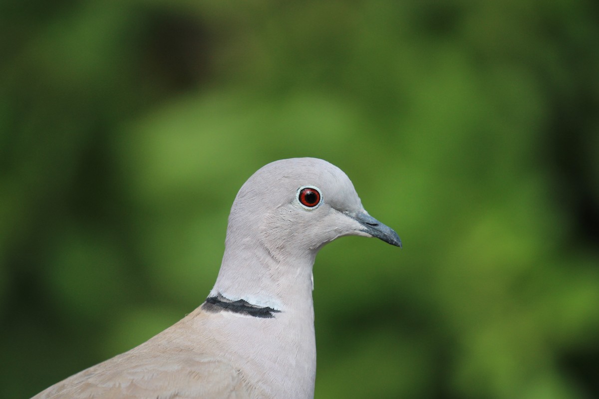 hrdlička zahradní - ML644714062