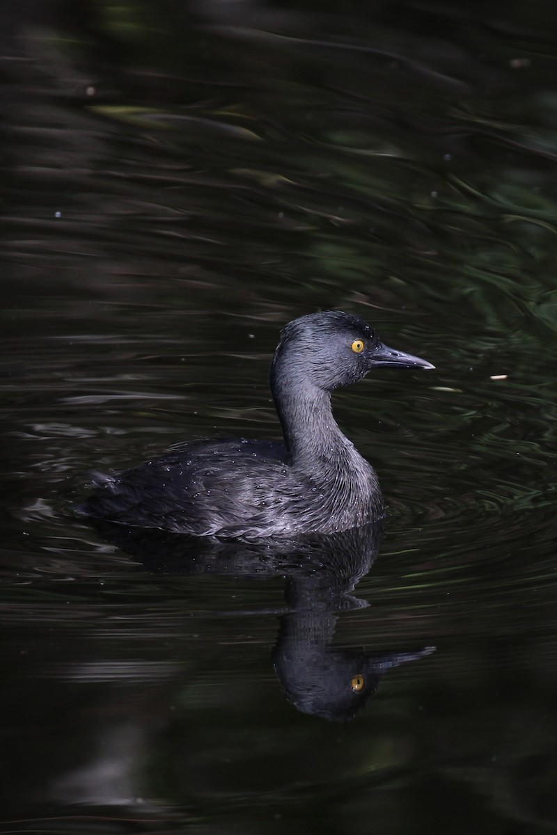 potápka nejmenší - ML644714064