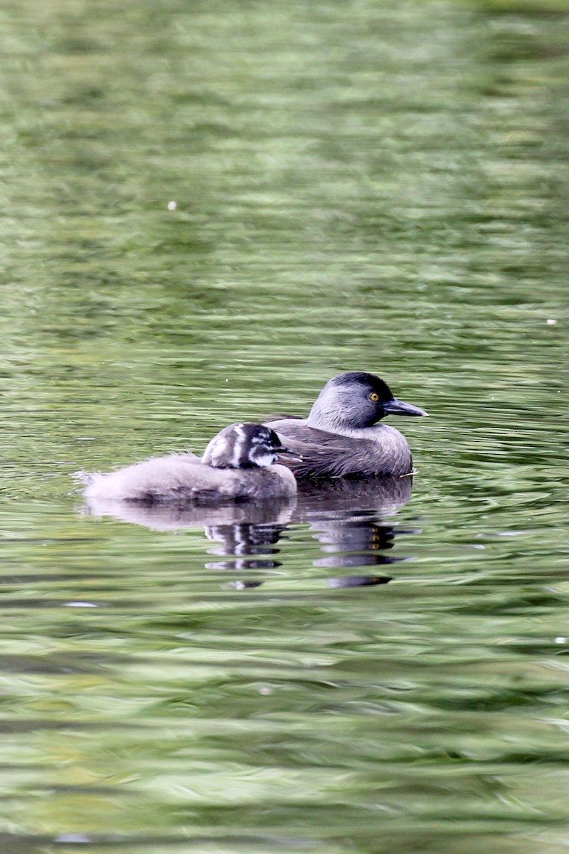 potápka nejmenší - ML644714065