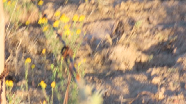 Black-throated Sparrow - ML644714066