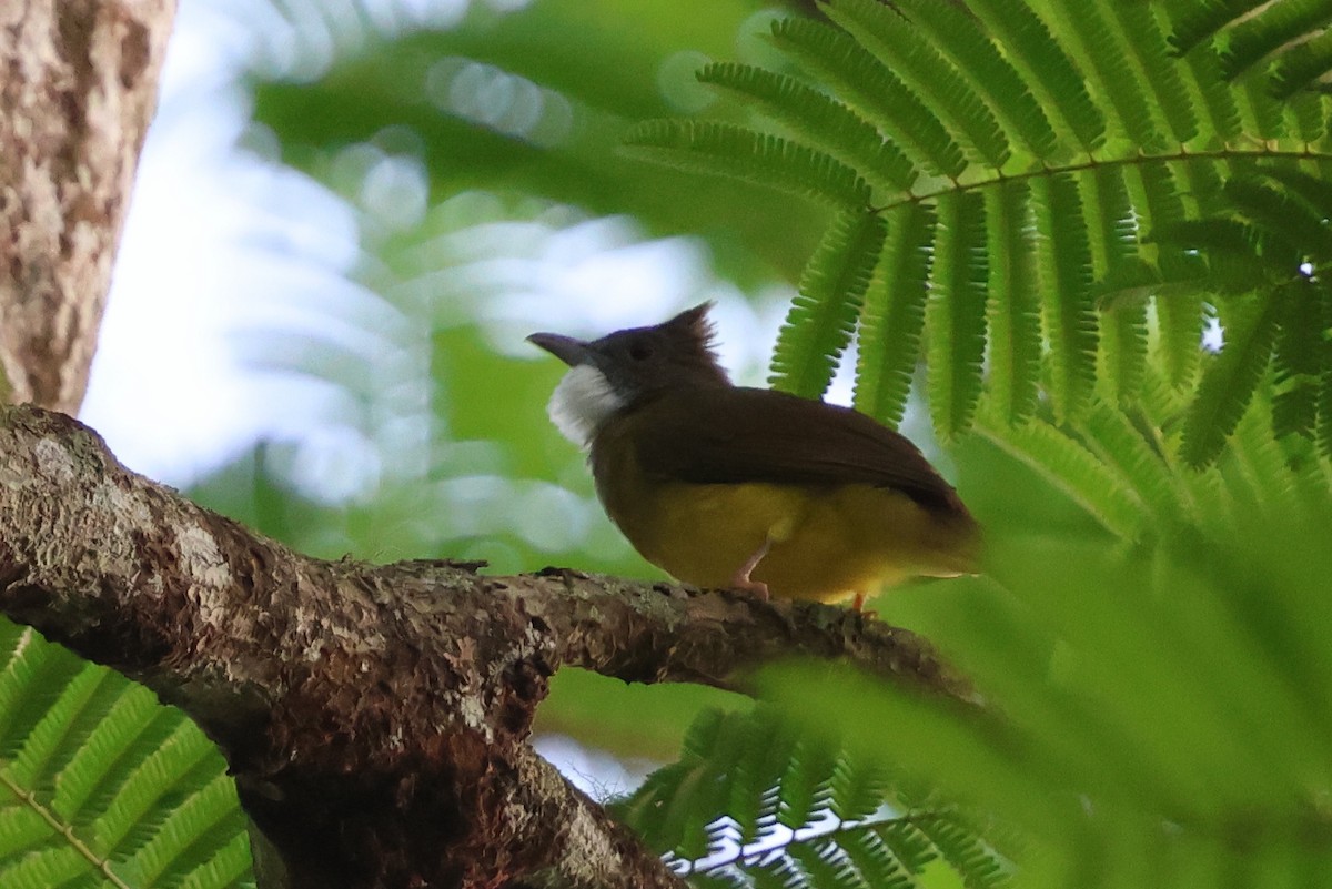 Бурощёкий бюльбюль-бородач - ML644714071