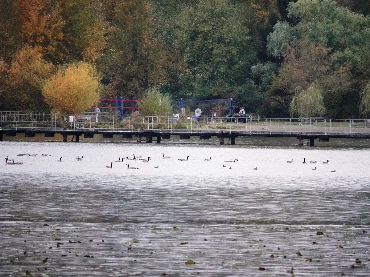 ברנטה קנדית - ML644714085