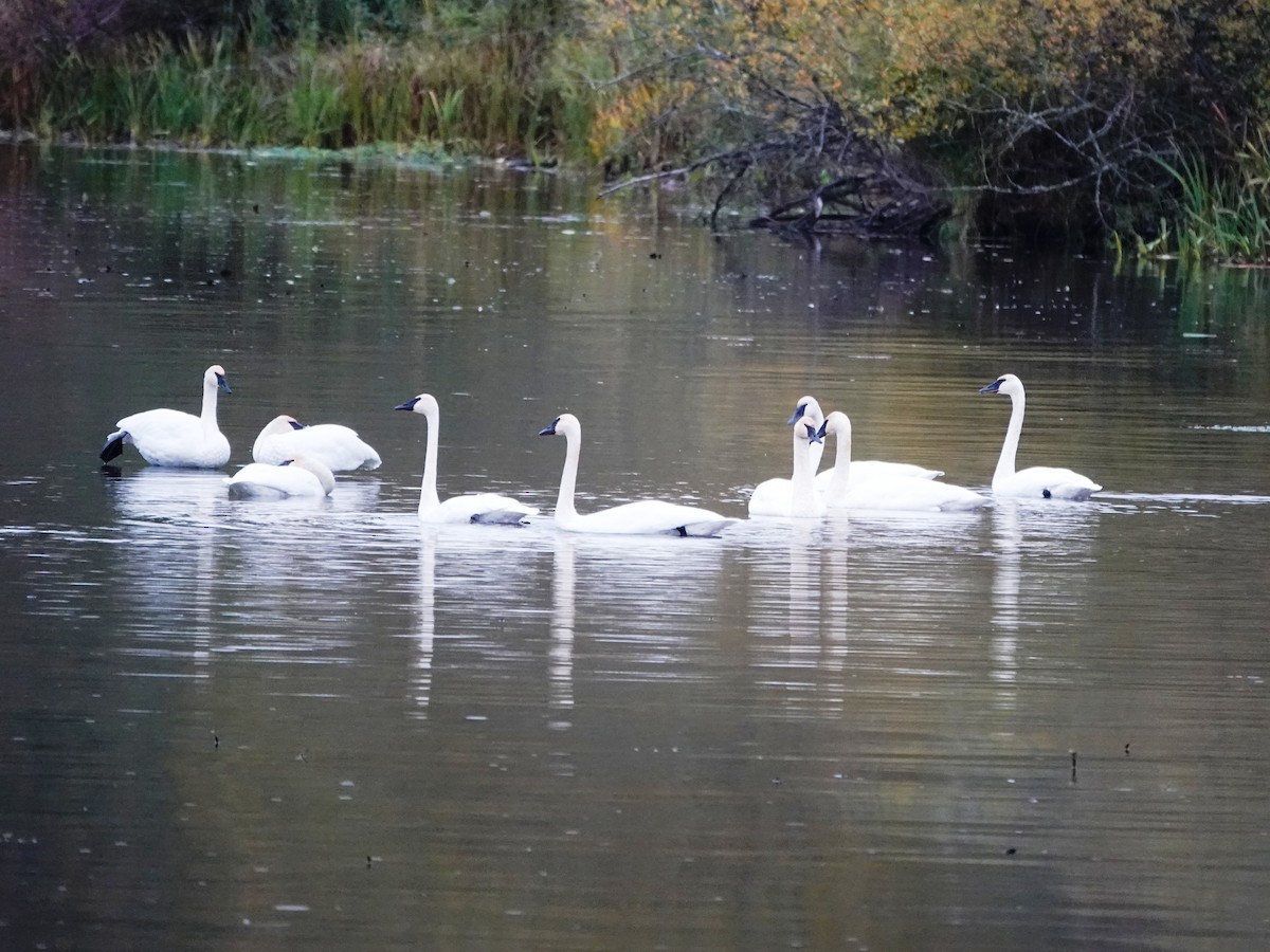 Cygne trompette - ML644714090