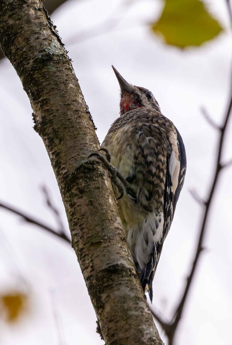 Pic maculé - ML644714095