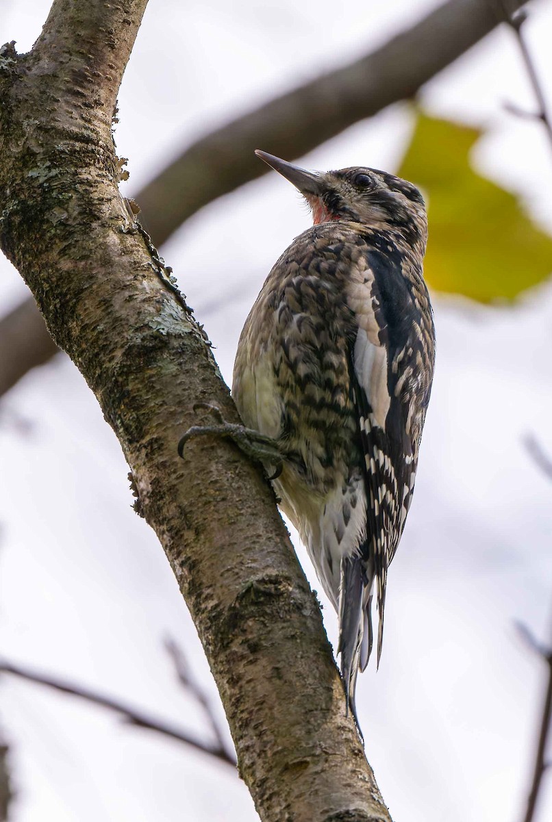 Pic maculé - ML644714096