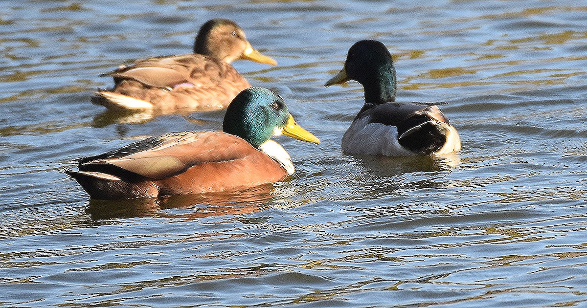 Canard colvert (forme domestique) - ML644714097