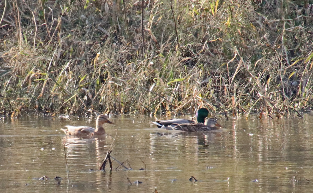 Canard colvert - ML644714099