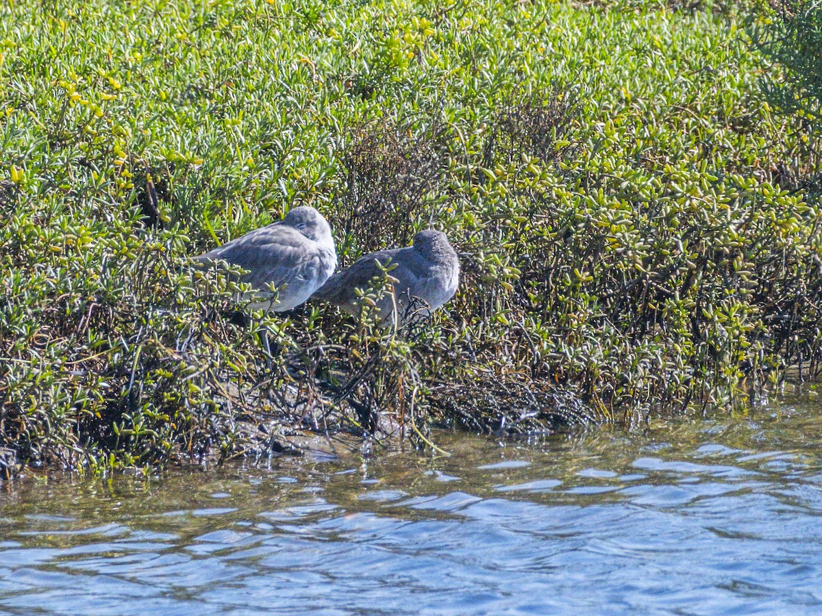 Chevalier semipalmé - ML644714100