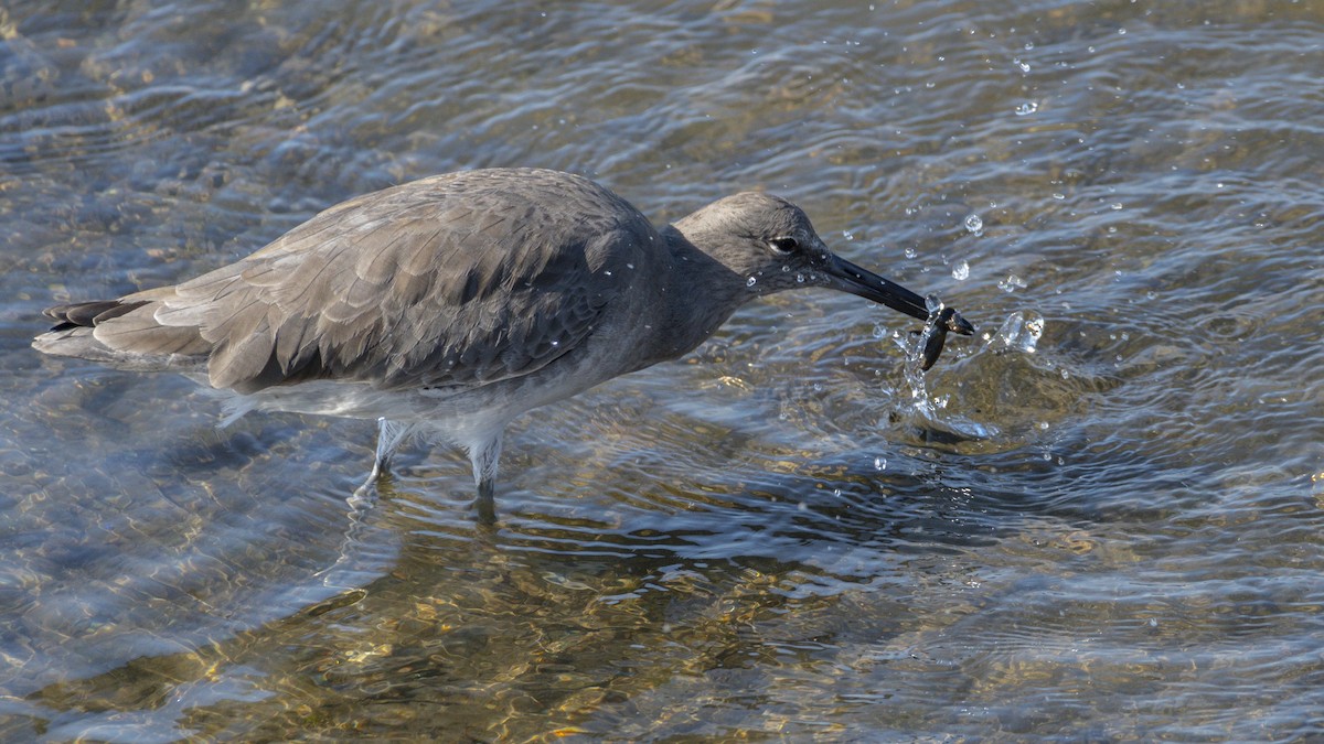 Chevalier semipalmé - ML644714101