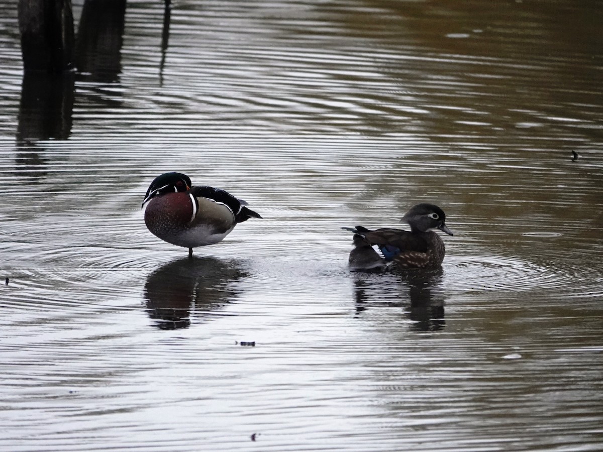 Canard branchu - ML644714102