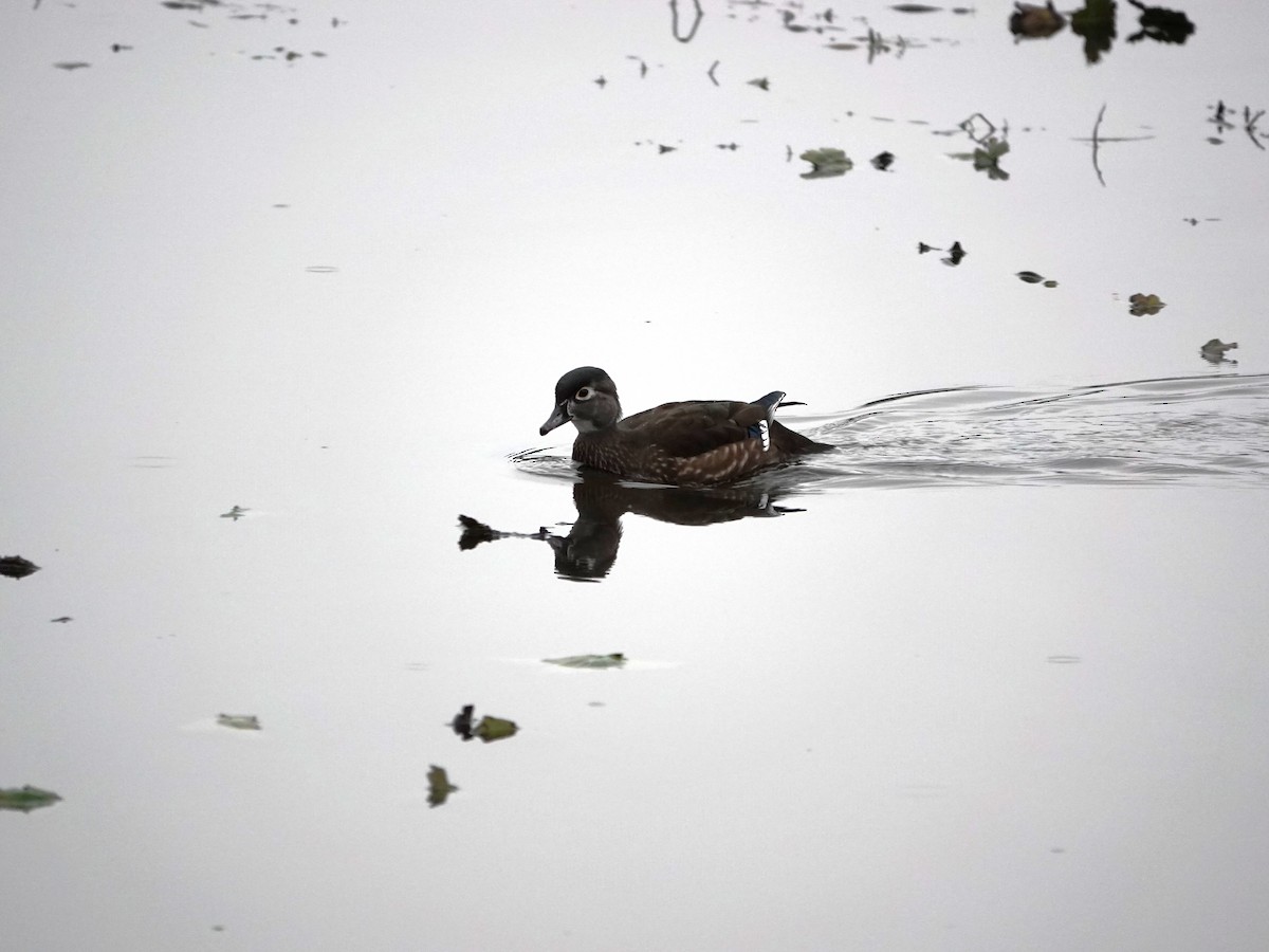 Canard branchu - ML644714103