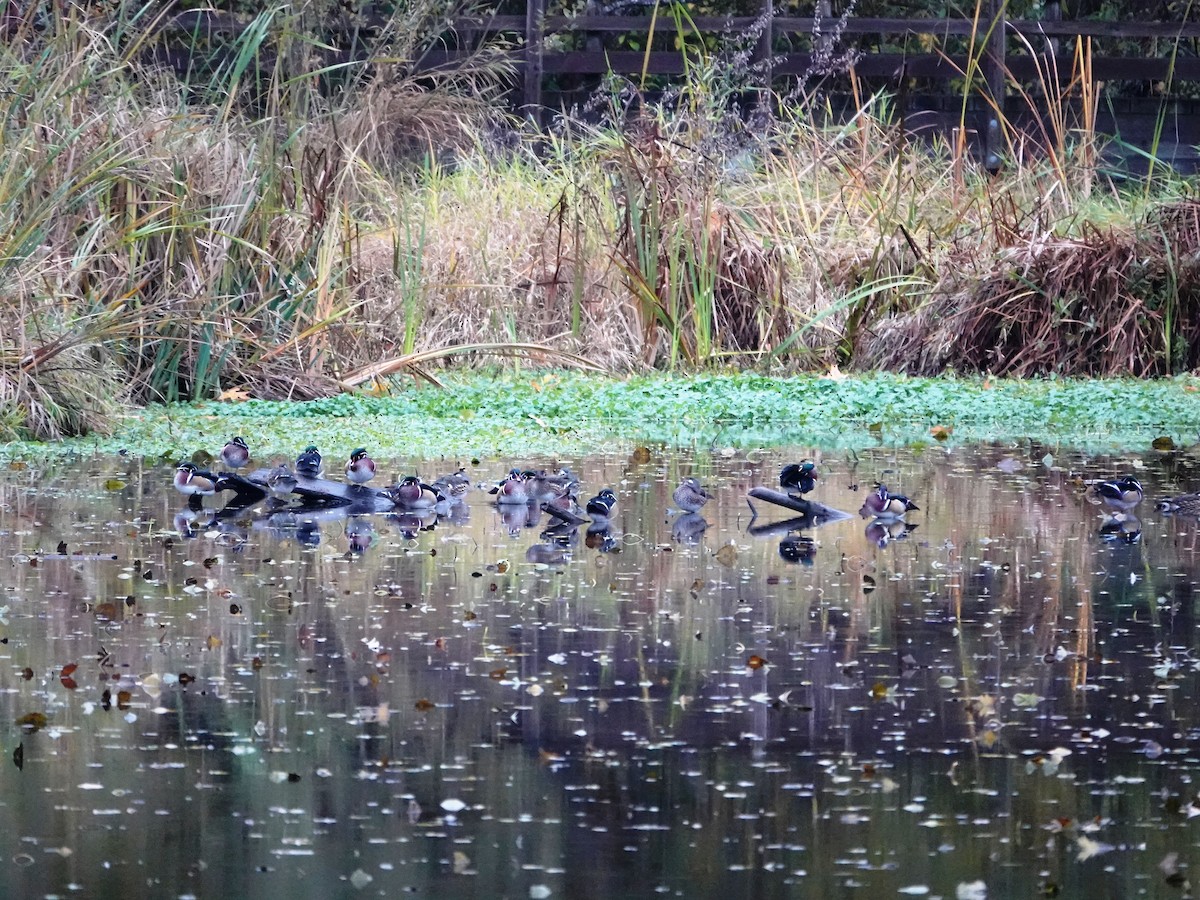 Canard branchu - ML644714104